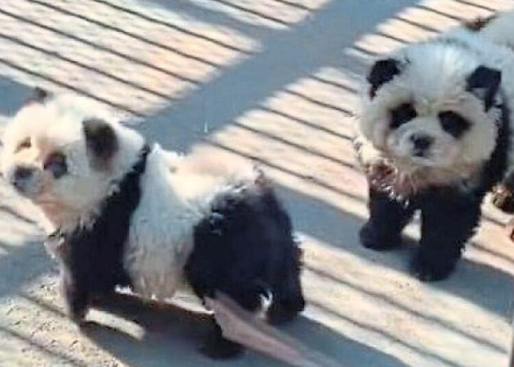 (VIDEO) Un zoo de China admite haber hecho pasar a perros pintados por osos panda