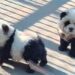 (VIDEO) Un zoo de China admite haber hecho pasar a perros pintados por osos panda