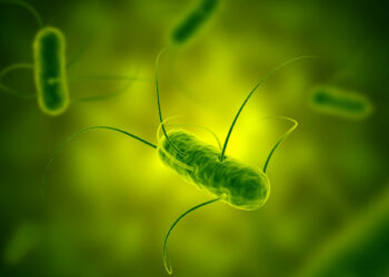 Descubren una roca de 2.000 millones de años con microbios que todavía están vivos