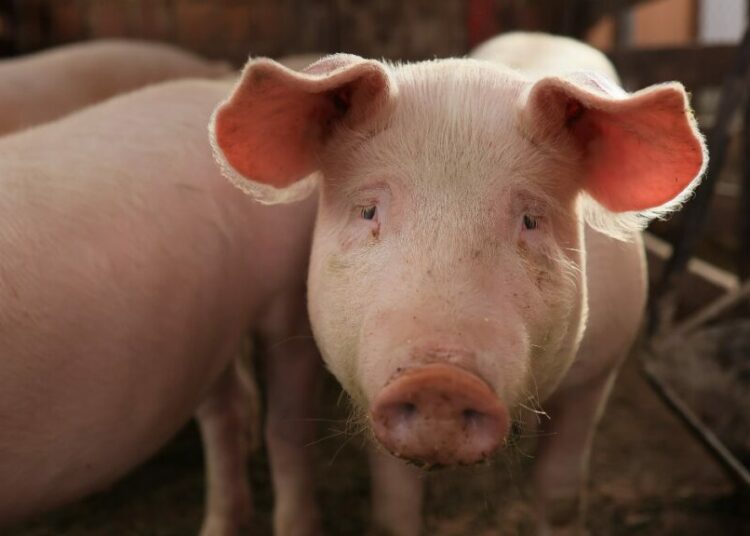 Reviven con éxito cerebro de un cerdo después de su muerte