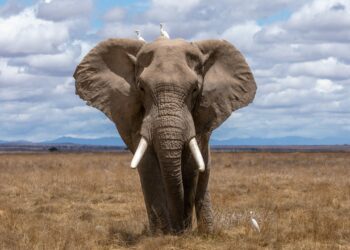 La ciencia lo dice: la memoria de elefante no es un mito