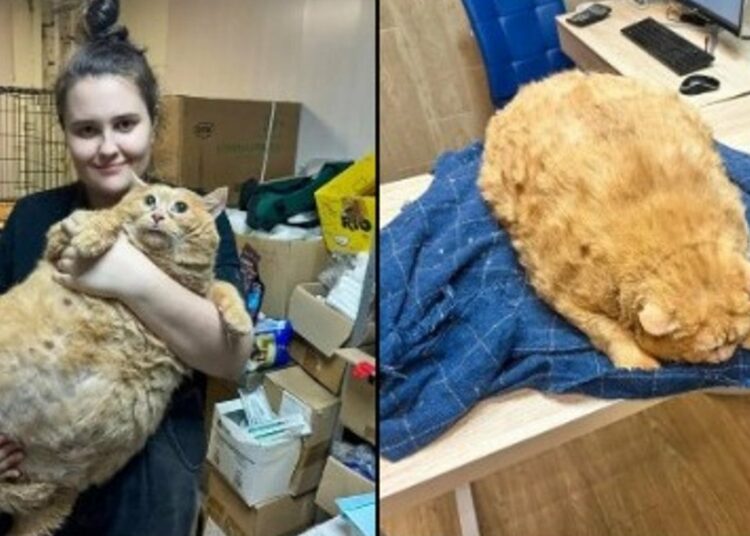 Murió Crumbs, el gato más gordo del mundo que llegó a pesar 18 kilos