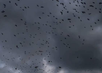 Cazahuracanes capta a miles de aves atrapadas en el ojo del huracán Milton