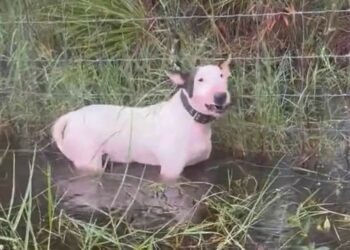 (VIDEO) Policías rescataron a un perro que fue abandonado y atado a un poste en medio del Huracán Milton