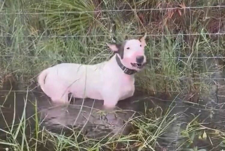 (VIDEO) Policías rescataron a un perro que fue abandonado y atado a un poste en medio del Huracán Milton