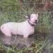 (VIDEO) Policías rescataron a un perro que fue abandonado y atado a un poste en medio del Huracán Milton