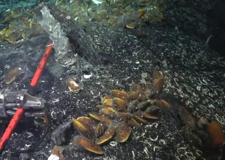 Encuentran vida animal desconocida debajo del lecho marino