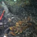Encuentran vida animal desconocida debajo del lecho marino