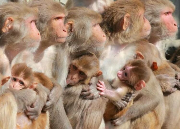 Más de 200 monos se fugan en Tailandia e invaden una comisaría