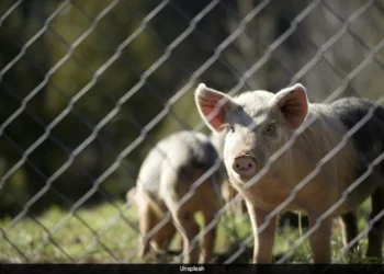 Bloguera china causa polémica con su dieta a base de comida para cerdos