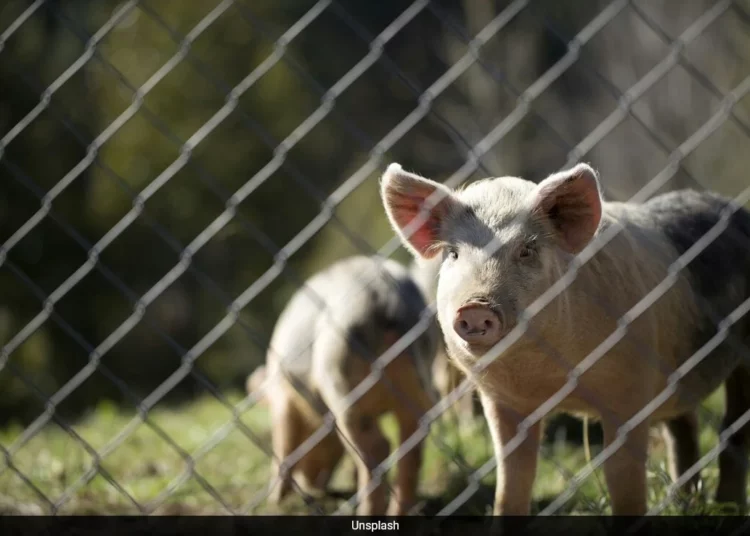 Bloguera china causa polémica con su dieta a base de comida para cerdos