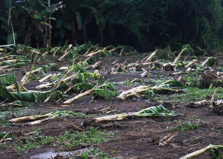 Gobierno entregará bonos de $300 a agricultores y distribuirá paquetes de alimentos a familias afectadas por tormentas de fin de semana