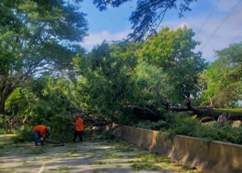 Vientos derriban un árbol que cae sobre dos motociclistas en Sonsonate