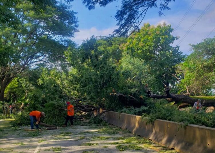 Vientos derriban un árbol que cae sobre dos motociclistas en Sonsonate