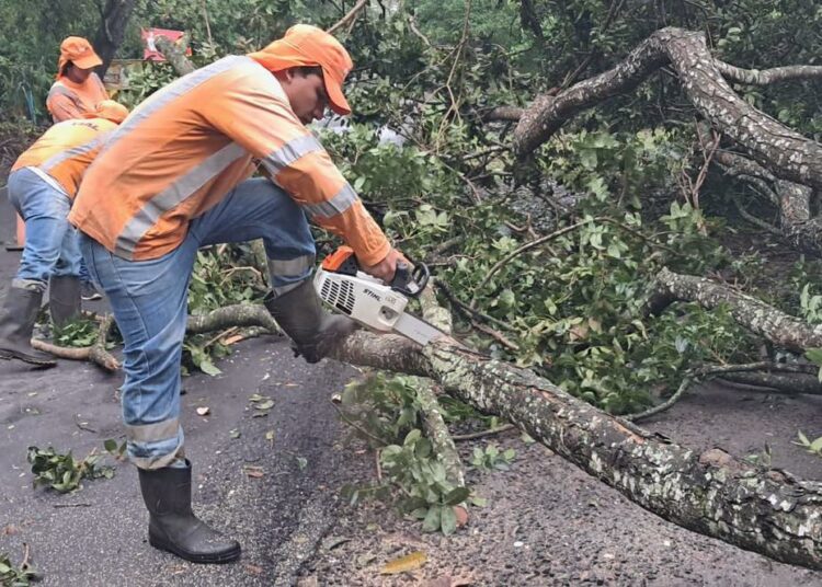 Un árbol cayó en San Luis La Herradura obstaculizando el tránsito vehicular
