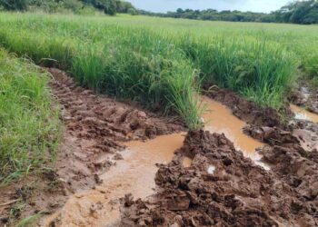 Arroz, café y plátano entre los principales productos afectados por las intensas lluvias que afectan a Panamá