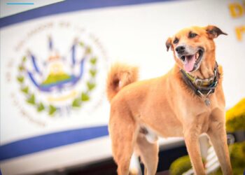Murió «Canelo», la mascota de la Asamblea Legislativa