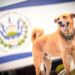 Murió «Canelo», la mascota de la Asamblea Legislativa