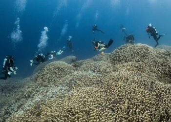 Descubren en el Pacífico el coral más grande del mundo