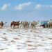 El desierto de Arabia Saudita se cubre de nieve por primera vez en su historia
