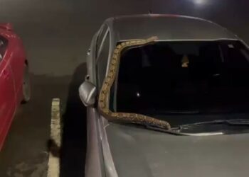 Bomberos retira de un auto una serpiente de gran tamaño en Lourdes, Colón