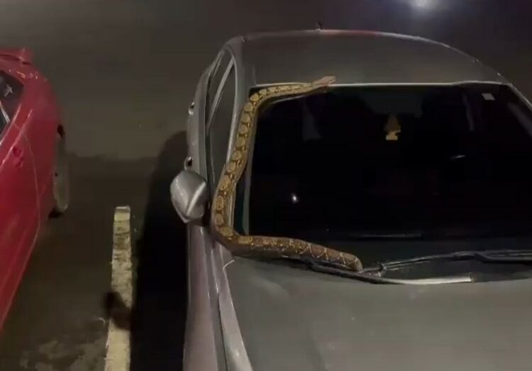Bomberos retira de un auto una serpiente de gran tamaño en Lourdes, Colón