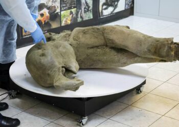 Hallada en Siberia una cría de mamut extremadamente rara