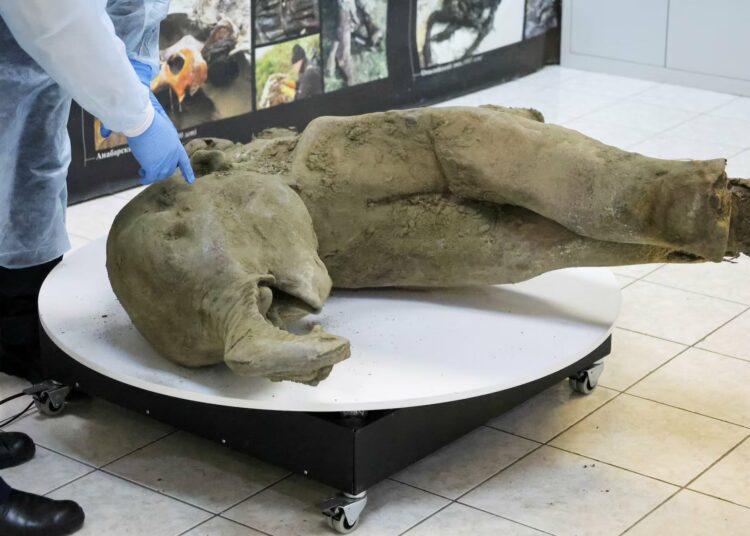 Hallada en Siberia una cría de mamut extremadamente rara