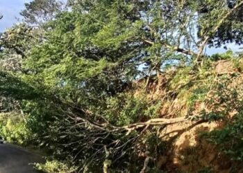 Vientos derriban árbol de gran tamaño sobre carretera a Santa Ana