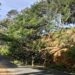 Vientos derriban árbol de gran tamaño sobre carretera a Santa Ana