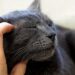 Mujer demanda a su esposo porque le da más atención a su gato que a ella