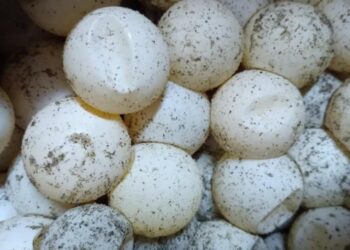 Vendedora del Mercado Central acusada de vender huevos de tortuga seguirá el proceso penal