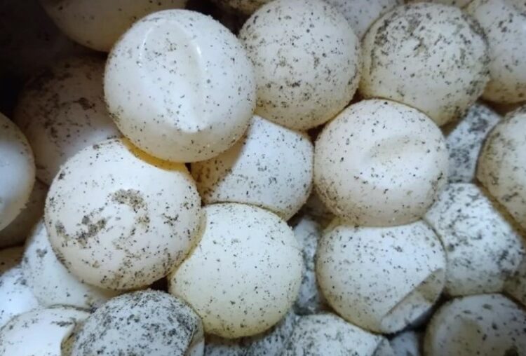 Vendedora del Mercado Central acusada de vender huevos de tortuga seguirá el proceso penal