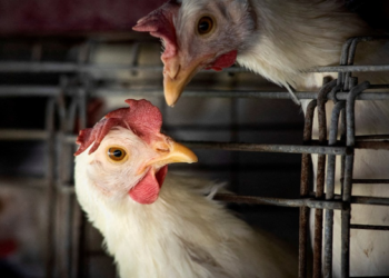 Detectado el primer caso grave de gripe aviar en EE. UU