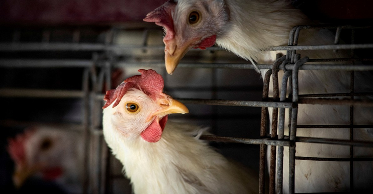 Detectado el primer caso grave de gripe aviar en EE. UU