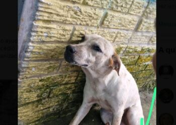 Condenan a mujer a entregar dos sacos de comida para perros cada mes por dos años