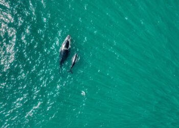 Majestuosas ballenas avistadas en el Complejo Los Cóbanos este fin de semana
