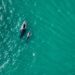 Majestuosas ballenas avistadas en el Complejo Los Cóbanos este fin de semana