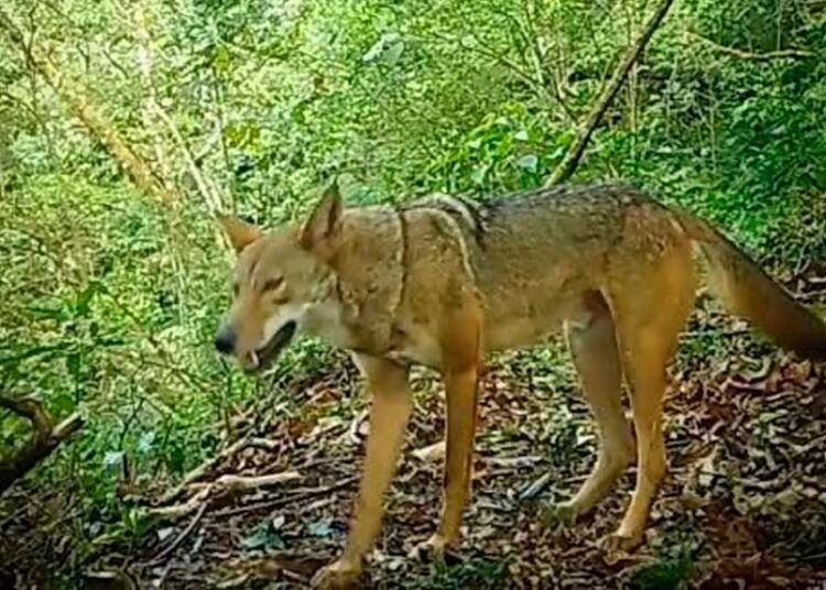 Continúa avistamiento de coyotes en áreas protegidas del país