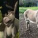 Fallece Perry, el burro miniatura que inspiró al personaje de ‘Burro’ en Shrek