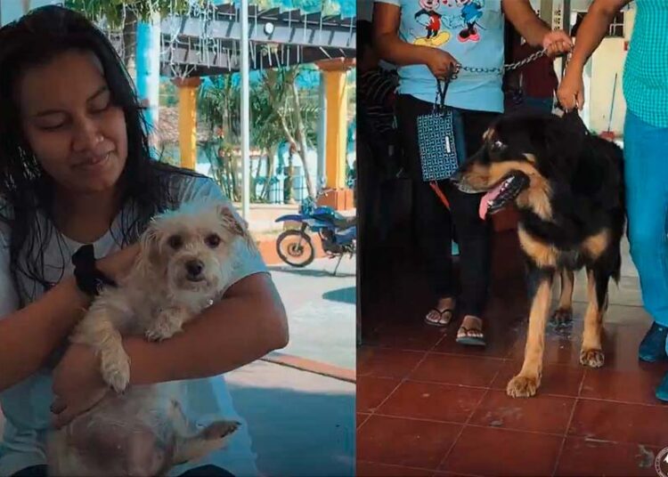 Realizan jornada de toma de muestras sanguíneas para mascotas en San Pedro Nonualco previo a jornada de esterilización y castración