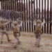 Marina de EEUU refuerza frontera sur con alambre de púas como lo ordenó Donald Trump