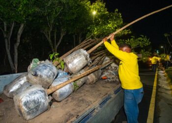 Siembra de Maquilishuat continúa a nivel nacional para contribuir a la biodiversidad y mejorar la calidad del aire