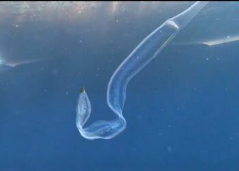 Hallazgo marino: avistan a «Cestum Veneris», una joya bioluminiscente del océano