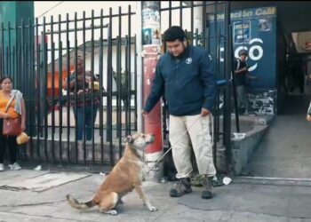 IBA asumirá el cuidado de «Chato», el leal compañero de «El Gato»