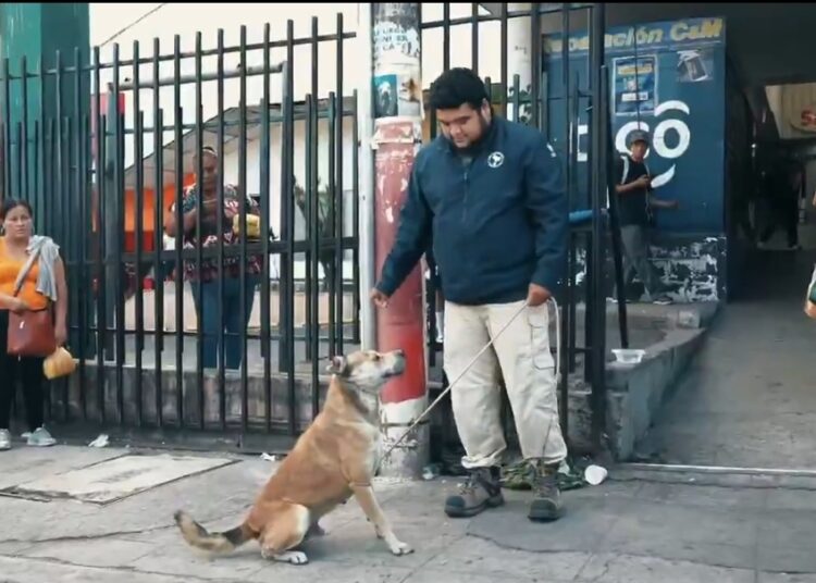IBA asumirá el cuidado de «Chato», el leal compañero de «El Gato»