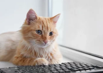 Una gata deja a su dueña sin trabajo ni bono anual al enviar una carta de renuncia