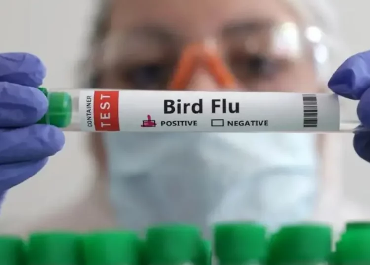 Muere la primera persona por el virus de gripe aviar en Estados Unidos