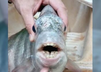 Capturan un pez con ‘dientes humanos’ y la imagen se viraliza en Brasil
