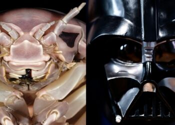 La cochinilla gigante que parece Darth Vader